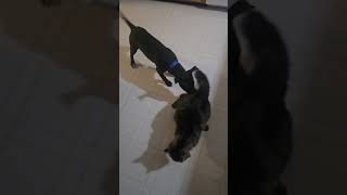 Video preview image #1 Pug-Unknown Mix Puppy For Sale in Virginia Beach, VA, USA