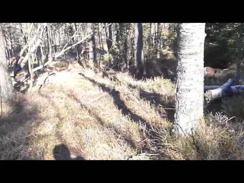 DoggieDog Dagis & Hundpensionat i Bohus, Ale(2)