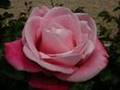 Te llegará una rosa 