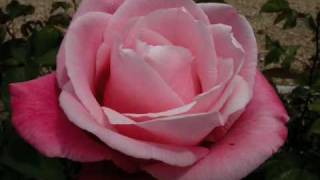 Te llegará una rosa