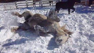 Horses Making Snow Angels