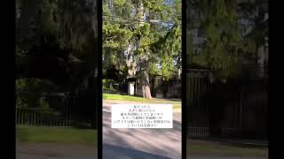 🇨🇦オンタリオ州オークビルの高級住宅街をドライブ/豪邸や邸宅を観て高尚な“気”を貰う🎵/The richest area in Southeast Oakville Lakeshore, ON