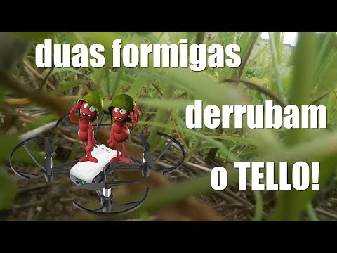 O dia em que duas formigas derrubaram o Tello!