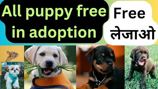 free में कोई भी puppy कोई पैसा नहीं #dog #gsd #puppy #yt