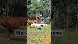 What's you work from home experience? It isn't always easy.😂 #wfhlife