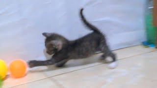 Download lagu Anak kucing lucu bermain bola || anak kucing melompat dan bermain  mp3
