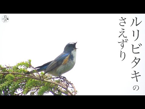 Modravec červenoboký (Tarsiger cyanurus) — starostlivosť, voliéra a kŕmenie