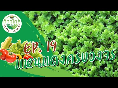 ก้าวไกลกับกรมวิชาการเกษตร |  EP.19 แหนแดงครบวงจร (6 ก.ค. 62)