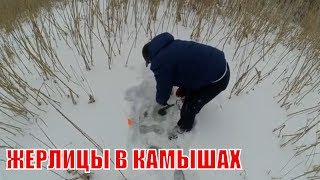 Ловля щуки на жерлицы в камыше