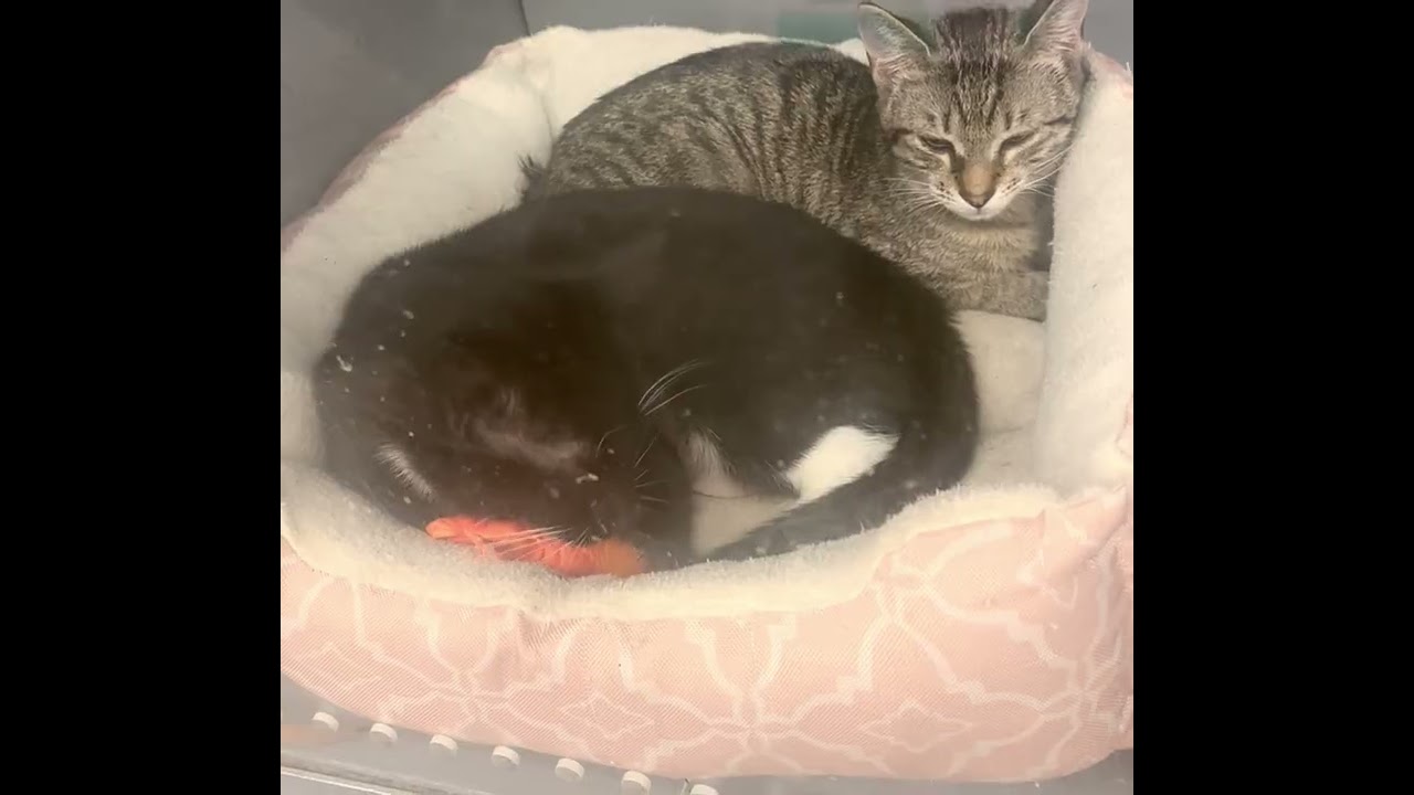 Luxie, an adopted Domestic Short Hair in Beaufort, SC video 5/6