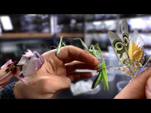 Największa PACZKA MODLISZEK w historii 🤯