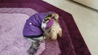 CeeCee and her new boots. I don't believe she is going to like wearing these.