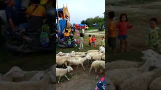 Download lagu karnaval kambing mabak mabak cepat #youtubeshorts mp3 Download lagu karnaval kambing mabak mabak cepat #youtubeshorts mp3