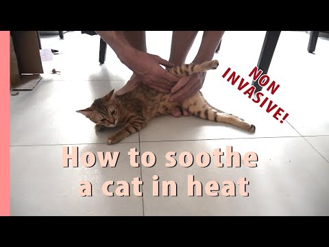 How I calm my cat in heat