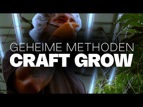 Die besten Blüten durch Oldschool & Organic? Sweetgrass