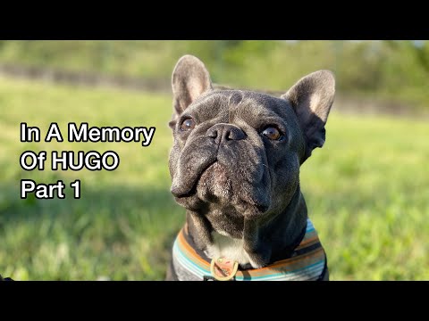 Fans Saying Goodbye to Hugo / Part 1