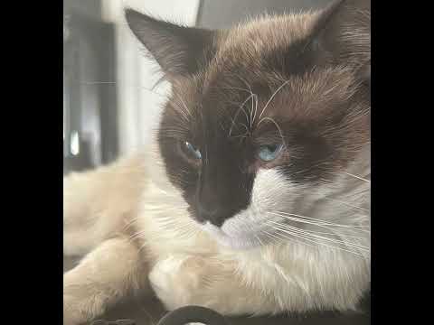 [sold] MIKE x Wiki x Navy Blue x ACG x JOURNEYMAN x UnknxnLucid type beat “flee” [prod. SUNNY PAFH]