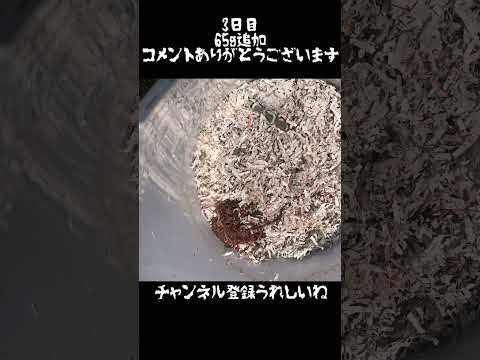 堆肥からミミズを分離するにはどうすればよいですか?簡単な方法  庭園