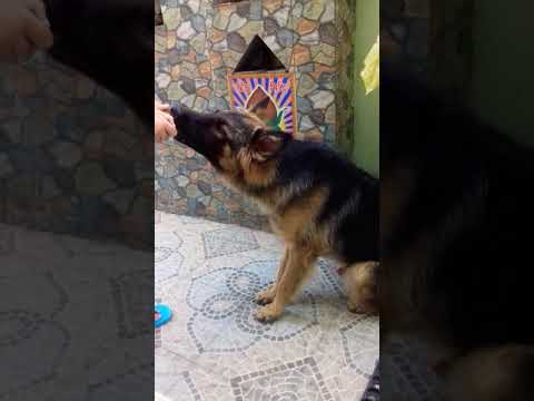 VERY SMART GSD EATING CORN LIKE HUMANS. must watch