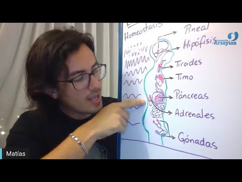 Day 292 ENDOCRINE Talk - Matias De Stefano - English Edit