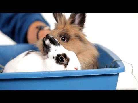 YouTube video about: Can two unspayed rabbits live together?
