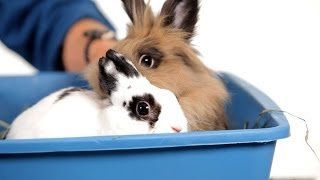 Should I Get a Friend for My Rabbit? | Pet Rabbits