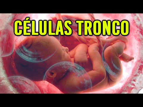 Tudo sobre Células Tronco