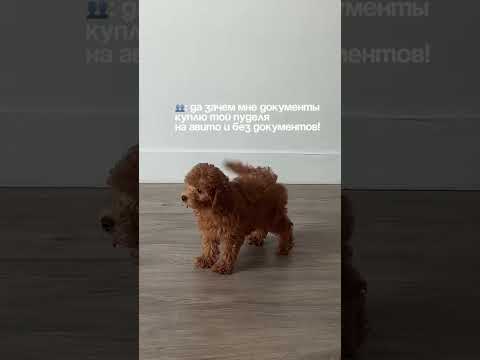 #авито #собаки #питомцы #shorts #мем