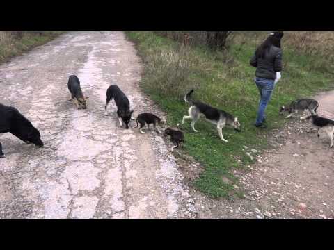 Кучета в беда - Побит камък