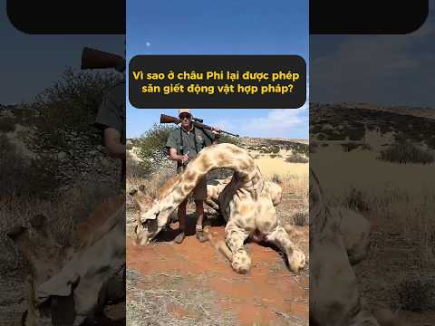 Vì sao châu Phi cho phép săn động vật hoang dã hợp pháp? #tangtuvien #shortvideo