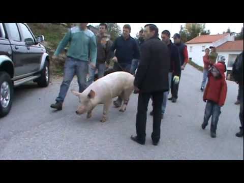 A matança do porco pt.3