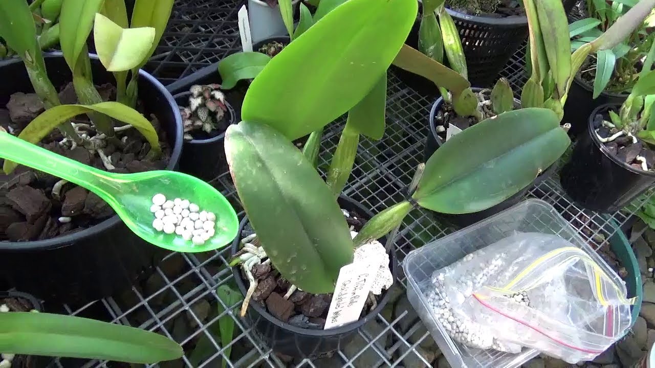 Подкормить орхидею. Зацветет. Подкармливать фаленопсис. Супер орхидеи. Орхидея маленькие цветочки.