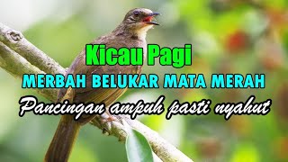 Download lagu Olive-winged Bulbul (Pycnonotus plumosus) sound call singing calling mp3