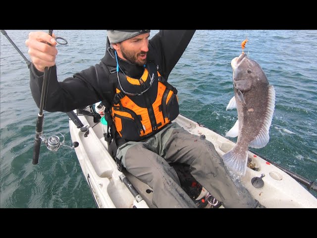 Video pronuncia di tautog in Inglese Video pronuncia di tautog in Inglese