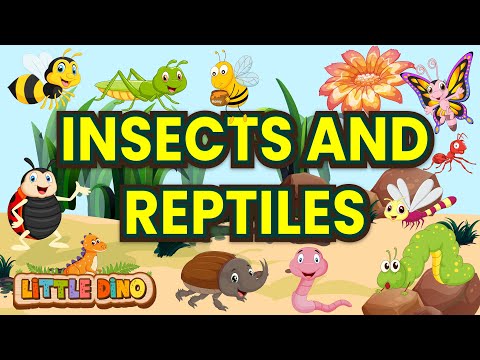 🐞Talking Flash Cards: Explore Insects & Reptiles | Learn English Vocabulary with Little Dino Kids! 🦖