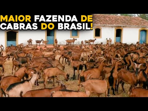 , title : 'MILHARES DE CABRAS - Conheça a Maior Fazenda de Cabras do Brasil!'
