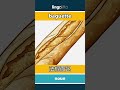 baguette - 法棍面包 video thumbnail