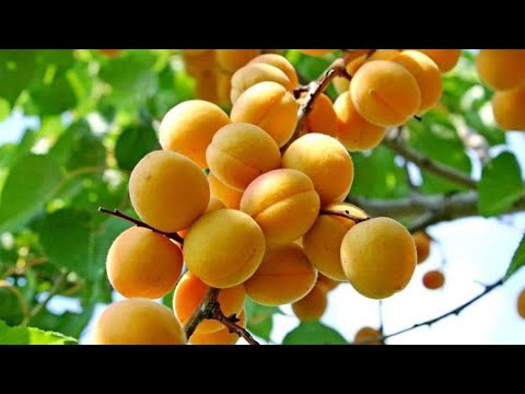 بهاي الطريقة تحمي ثمار المشمش من الدود الى الابد