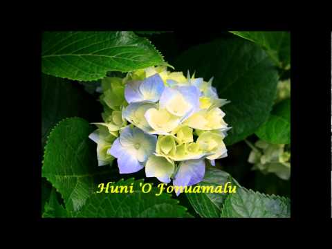 Huni 'O Fonuamalu - Palomesi Ta'ehoko
