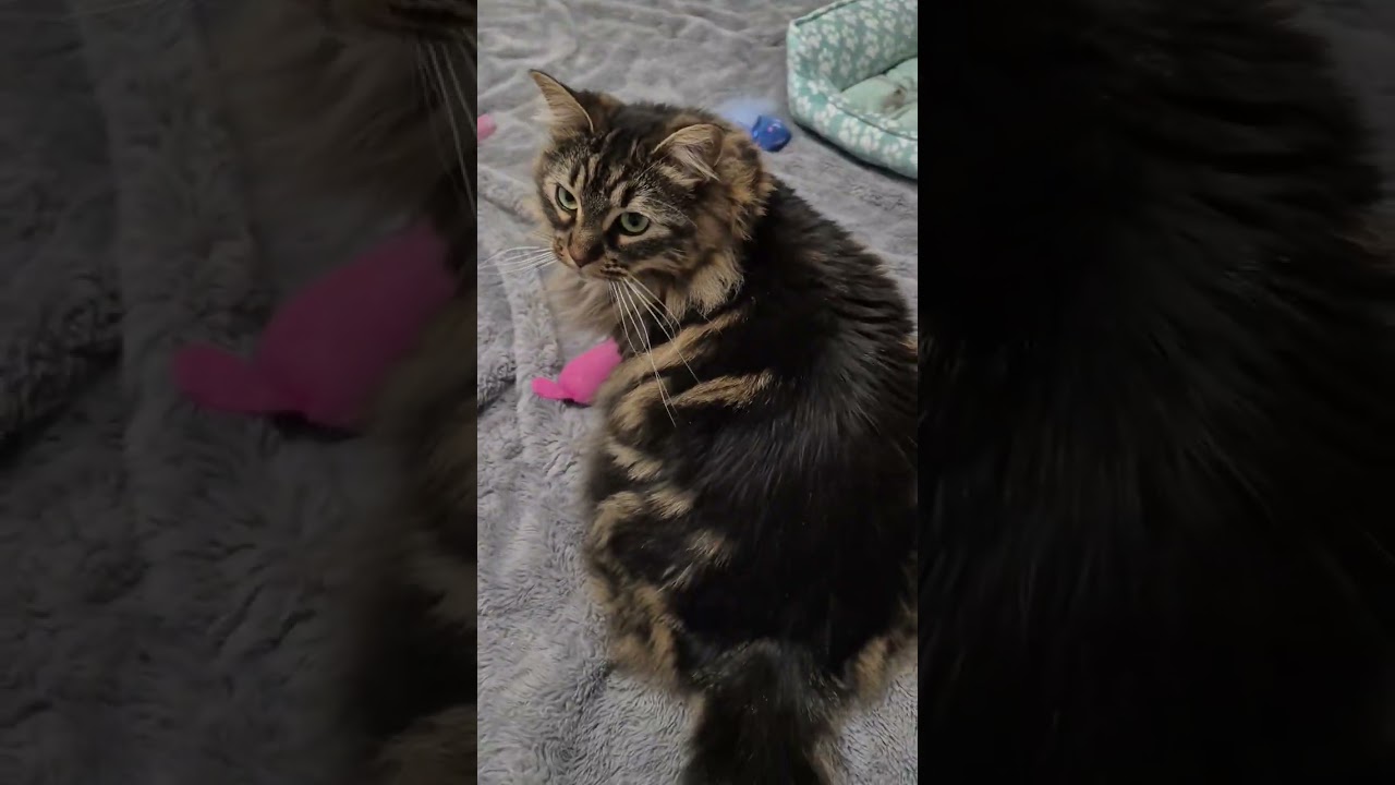 MooMoo & Tigery, a Adoptable Domestic Short Hair in Spencerville, ON video 4/6