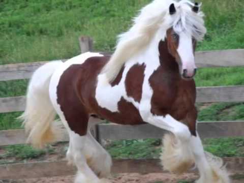 Thomas Doran the honky tonk downstairs