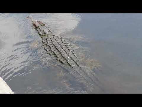 Massive crocodile in the Sabie river near Lower Sabie Came Kruger National Park South Africa