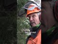 Wat dacht je daarvan?! Voor de 10e keer komt deze speciale kerstboom uit het Kuinderbos! | RTV Oost