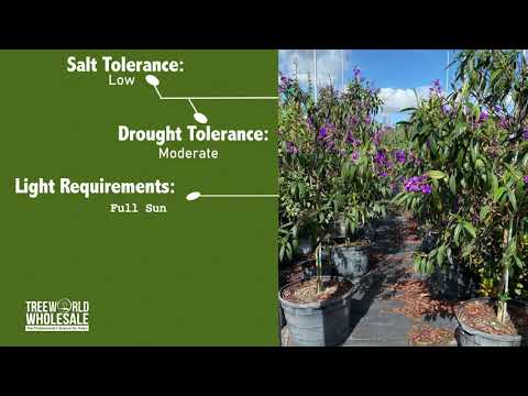 Tibouchina Granulosa, Purple Glory Tree