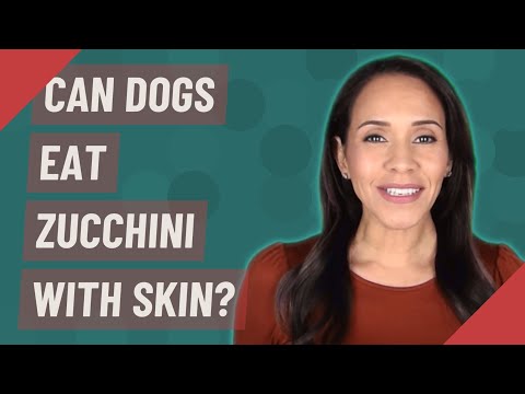YouTube video about: Can dogs eat zucchini squash?
