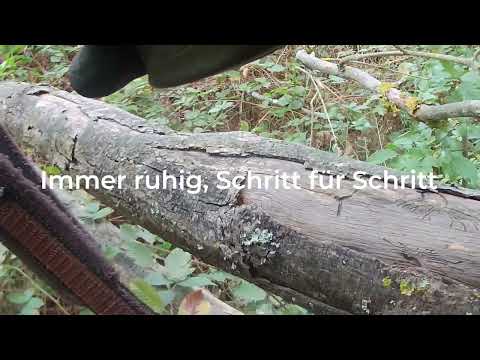 Hundeführer auf der Drückjagd