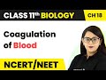 Coagulation of Blood - Body Fluids And Circulation | Class 11 Biology/NEET-AIIMS