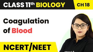 Coagulation of Blood - Body Fluids And Circulation | Class 11 Biology/NEET-AIIMS