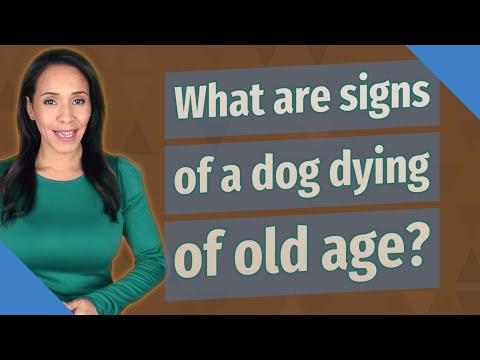 What are signs of a dog dying of old age?