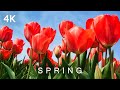 SPRING in 4K | 2 Hours | Flowers Nature Vibrant Colors Seasons Relaxing Piano Birds Chirp Ultra HD